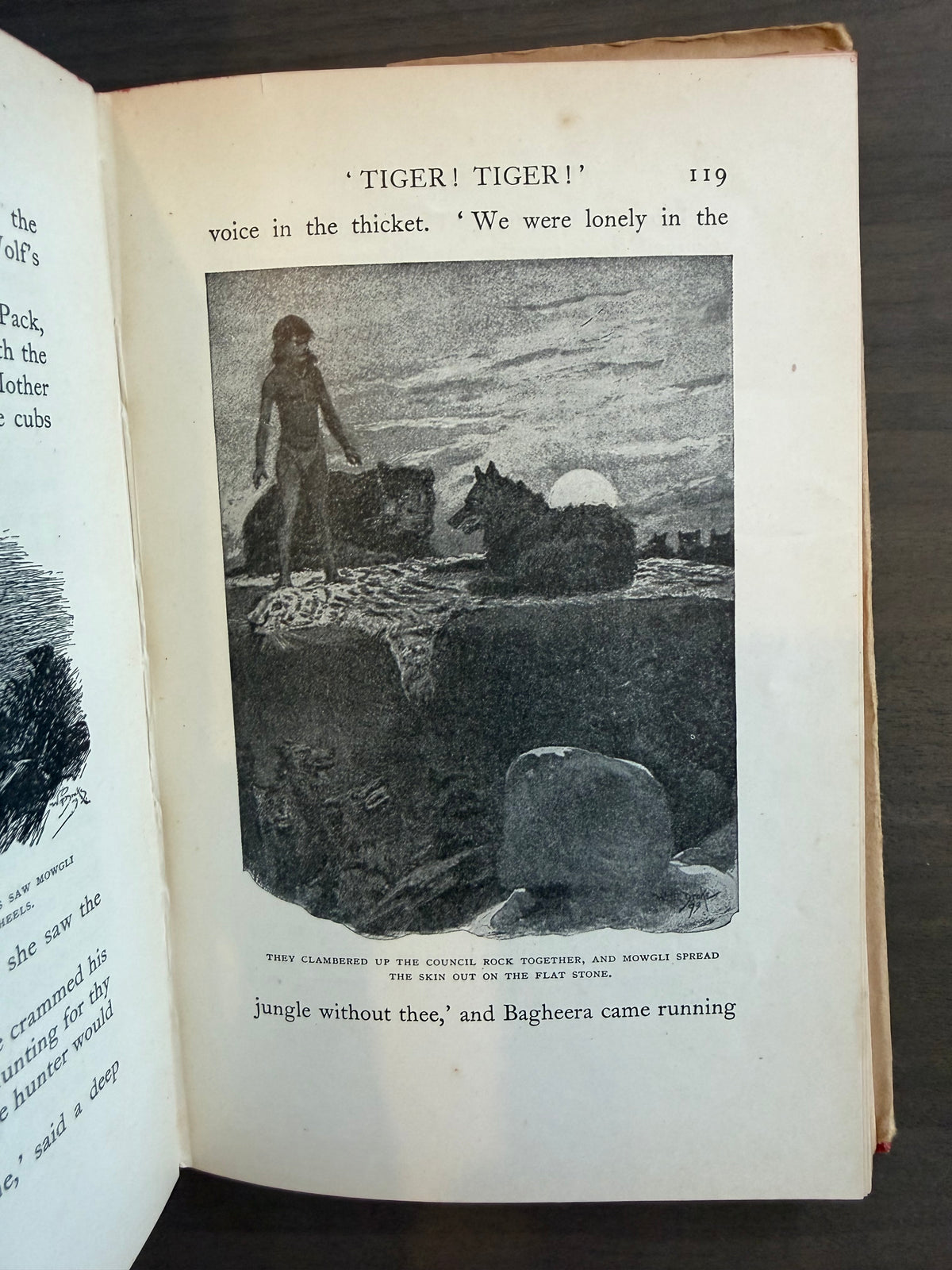 Jungle Bookshell